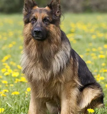 アパート Islitzer ホラースバッハ・イム・ピンツガウ