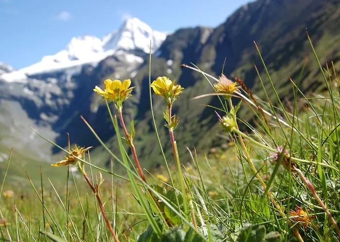 Islitzer Daire Hollersbach im Pinzgau