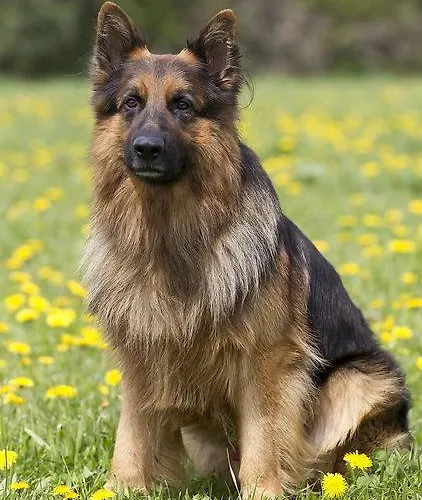 Daire Islitzer Hollersbach im Pinzgau